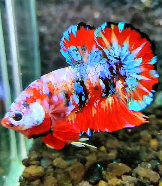 LUXURY PLAKAT RED GALAXY SUPER MULTICOLOR PATTERN BETTA FISH