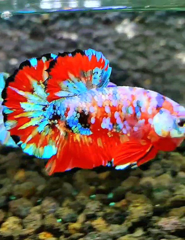 LUXURY PLAKAT RED GALAXY SUPER MULTICOLOR PATTERN BETTA FISH