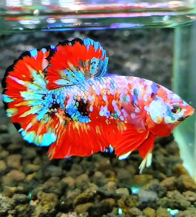 LUXURY PLAKAT RED GALAXY SUPER MULTICOLOR PATTERN BETTA FISH