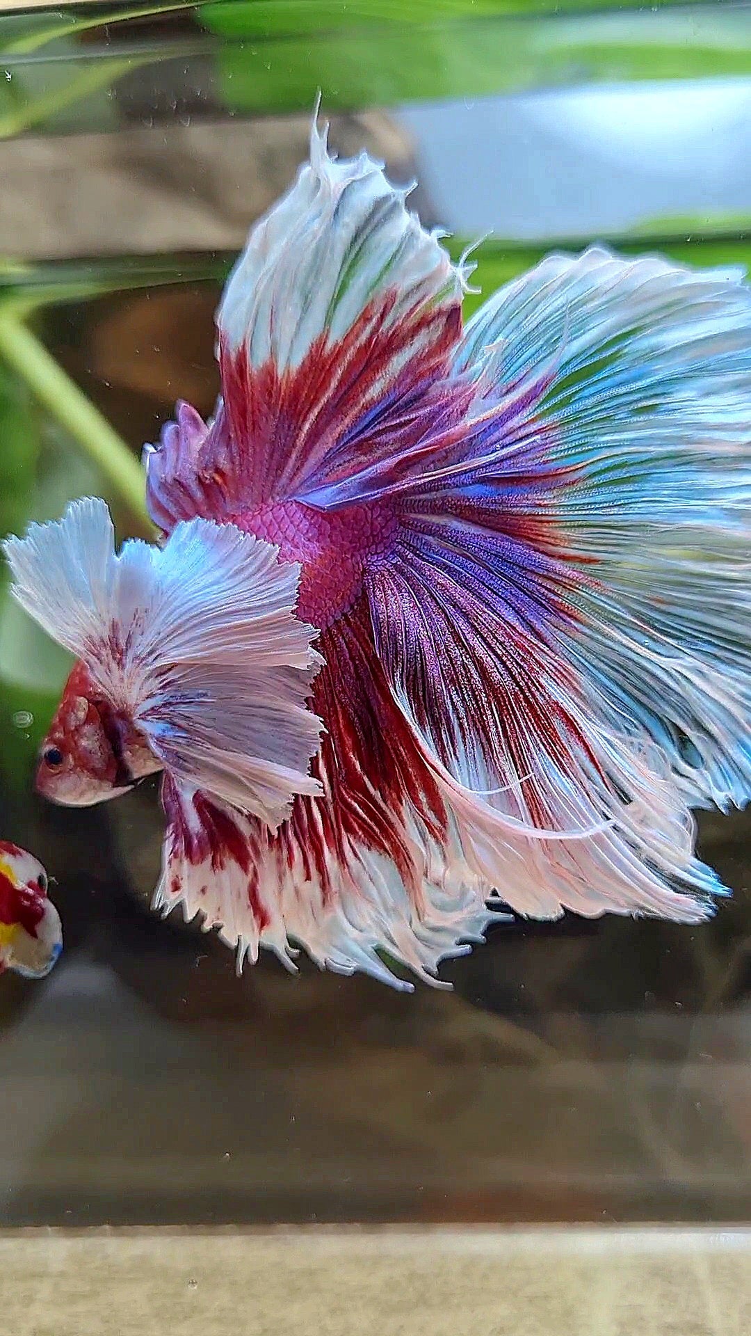 LUXURY XL HALFMOON SUPER DUMBO EAR ROSETAIL CURLY PURPLE BUTTERFLY BETTA FISH