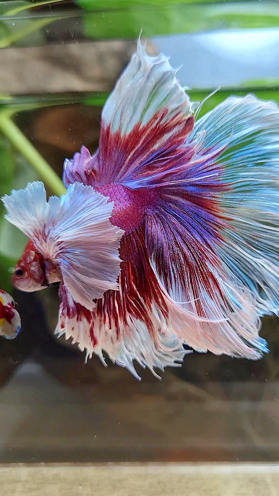 LUXURY XL HALFMOON SUPER DUMBO EAR ROSETAIL CURLY PURPLE BUTTERFLY BETTA FISH