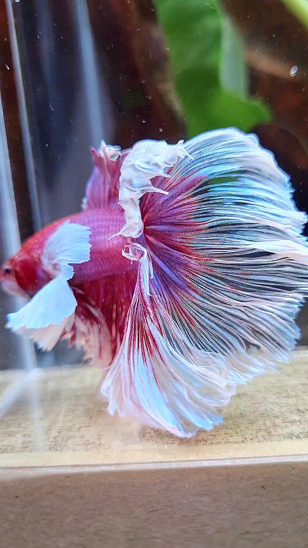 LUXURY XL HALFMOON SUPER DUMBO EAR ROSETAIL CURLY PURPLE BUTTERFLY BETTA FISH