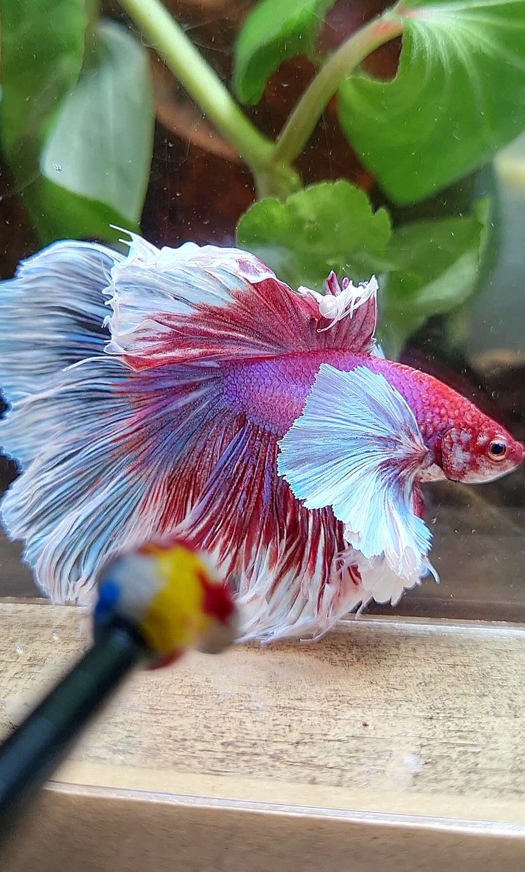LUXURY XL HALFMOON SUPER DUMBO EAR ROSETAIL CURLY PURPLE BUTTERFLY BETTA FISH