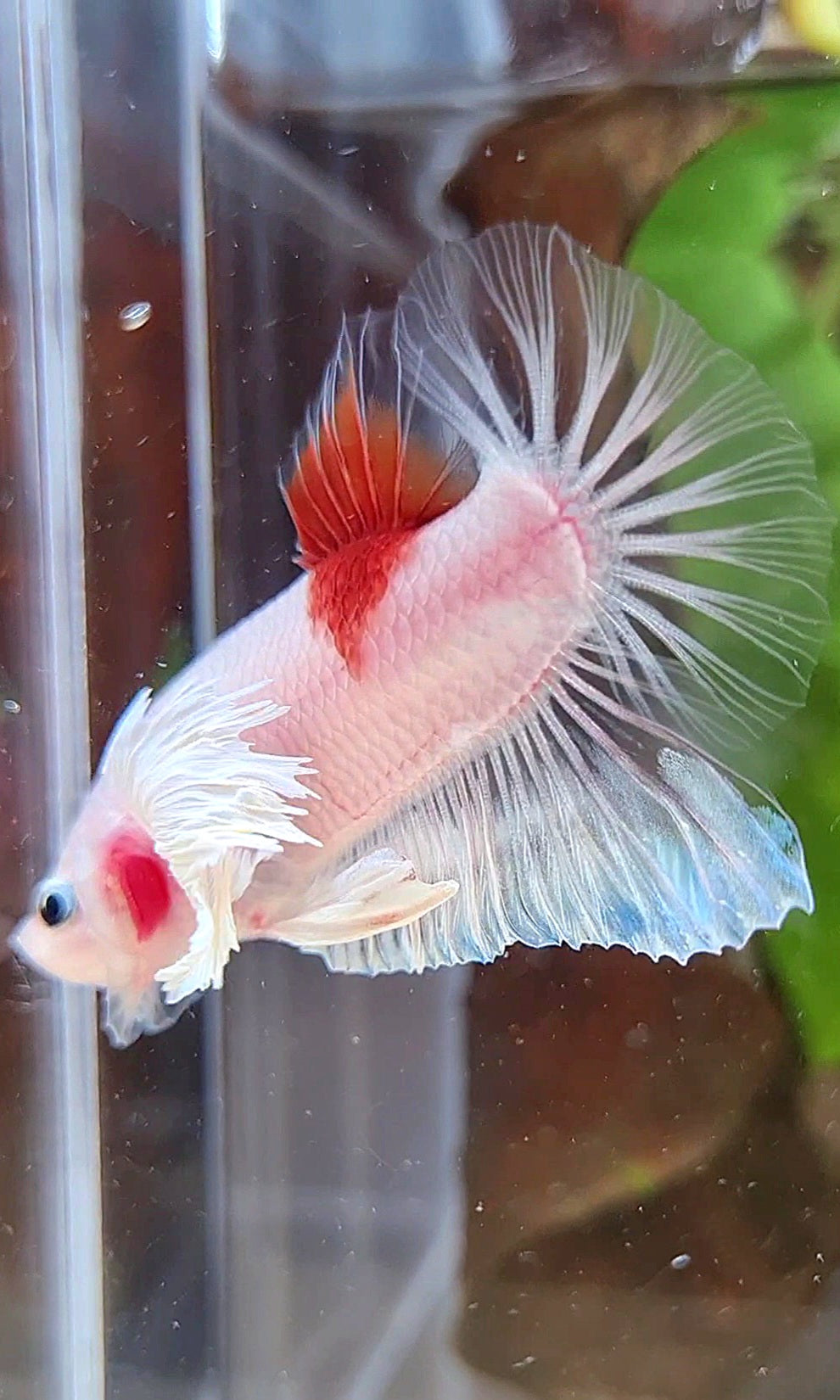 PLAKAT DUMBO EAR KOI TANCHO CELLOPHANE BETTA FISH