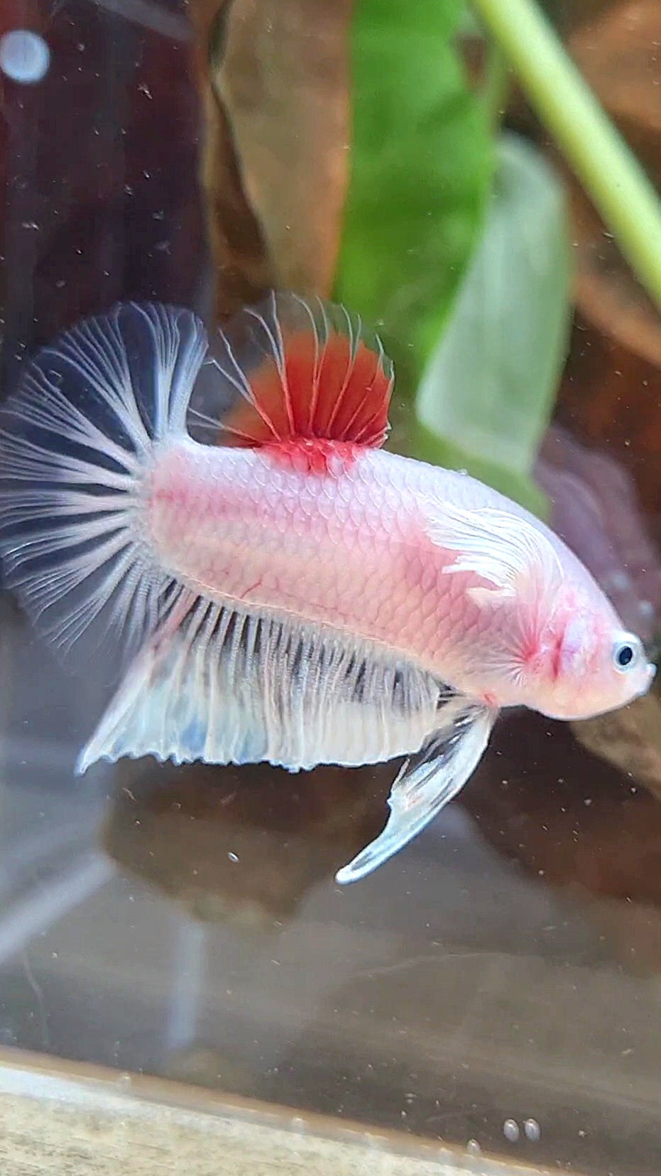 PLAKAT DUMBO EAR KOI TANCHO CELLOPHANE BETTA FISH