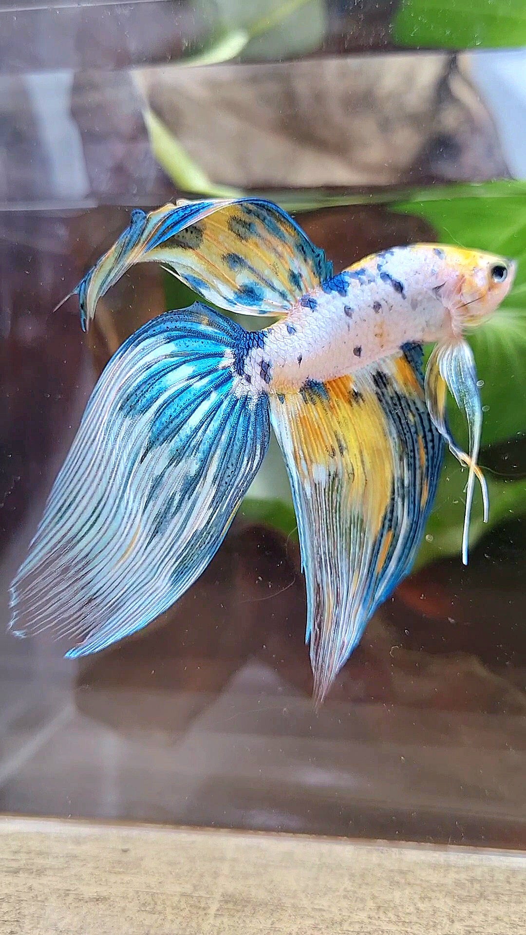 LUXURY XL VEILTAIL YELLOW FANCY MARBLE MULTICOLOR BETTA FISH