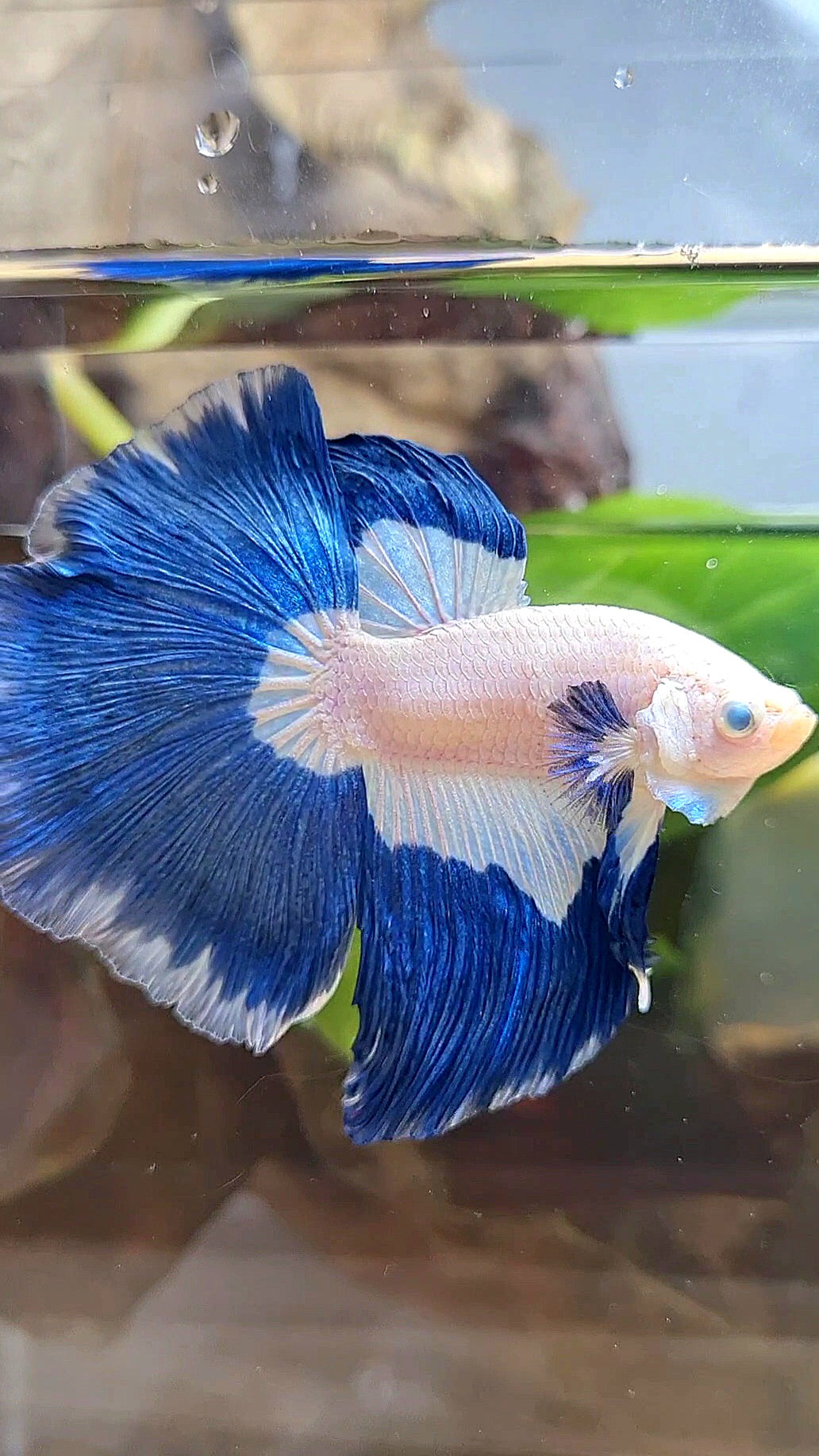 HALFMOON ROSETAIL BLUE RIM PATTERN BETTA FISH