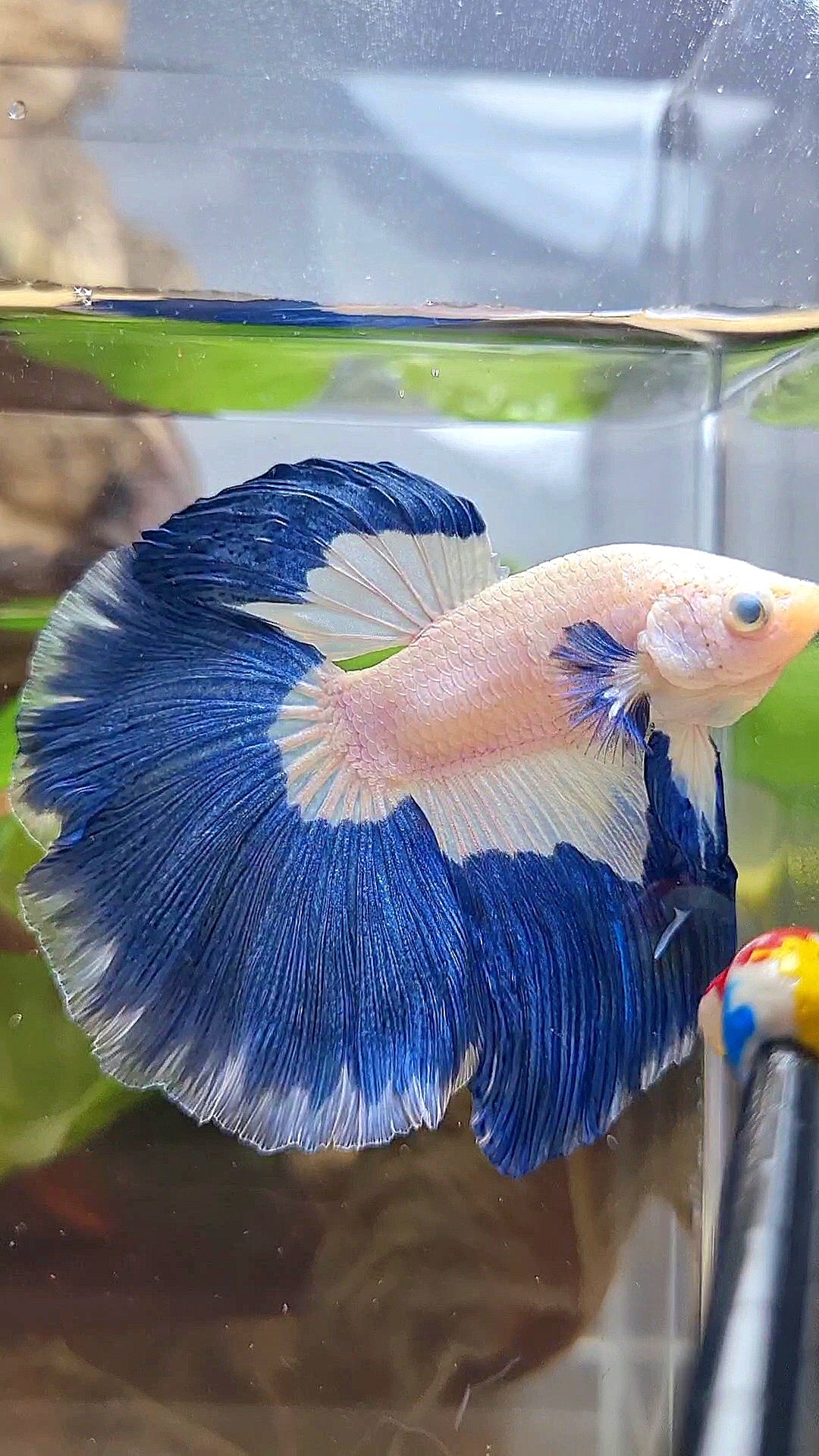 HALFMOON ROSETAIL BLUE RIM PATTERN BETTA FISH