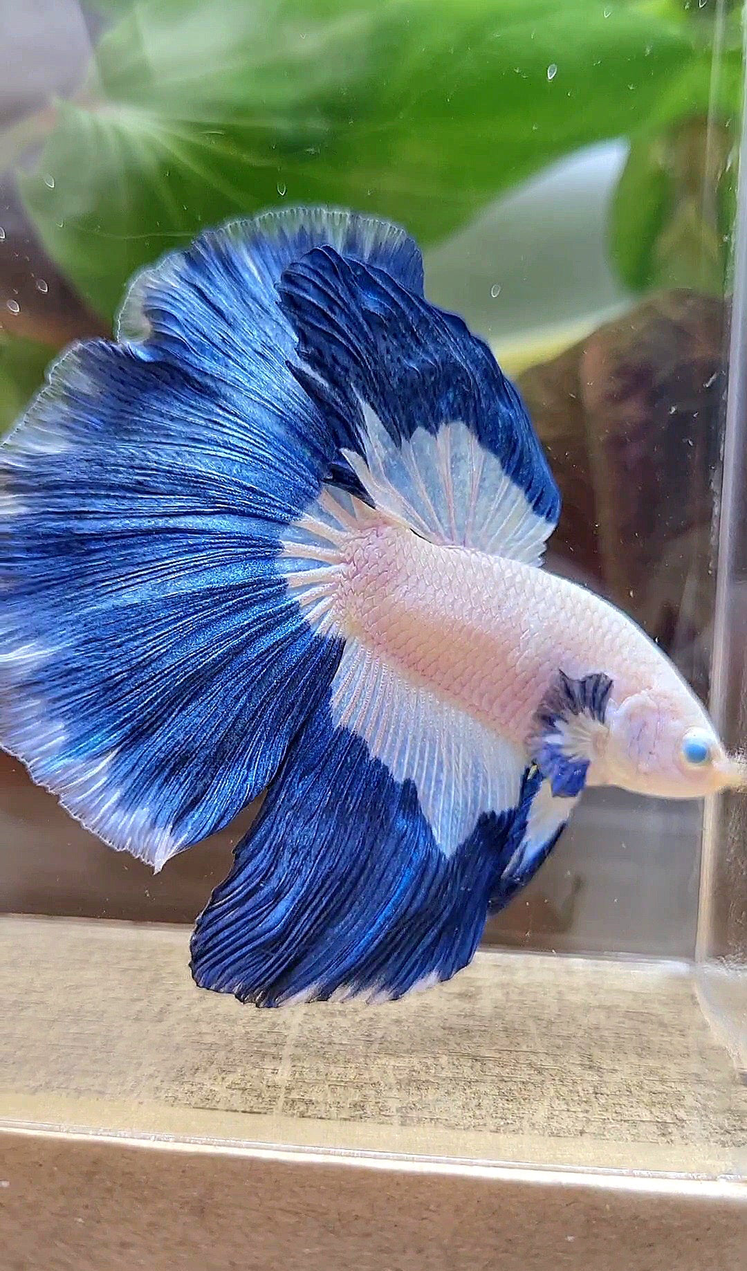 HALFMOON ROSETAIL BLUE RIM PATTERN BETTA FISH