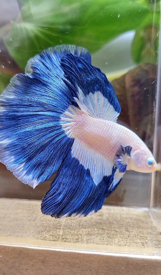 HALFMOON ROSETAIL BLUE RIM PATTERN BETTA FISH