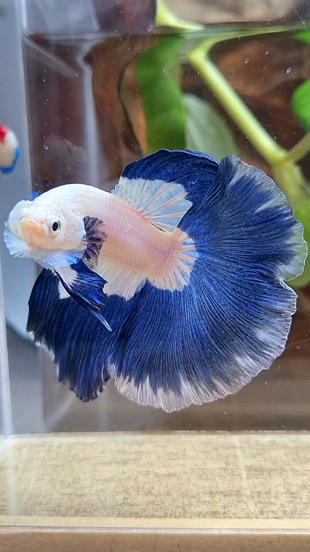 HALFMOON ROSETAIL BLUE RIM PATTERN BETTA FISH