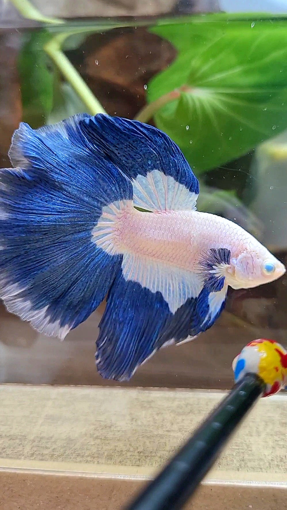 HALFMOON ROSETAIL BLUE RIM PATTERN BETTA FISH