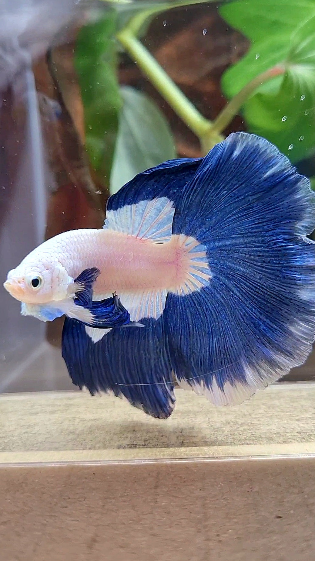 HALFMOON ROSETAIL BLUE RIM PATTERN BETTA FISH