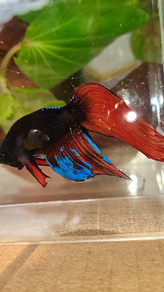 UNIQUE VEILTAIL BONSAI NO DORSAL BLACK ORANGE AVATAR BETTA FISH