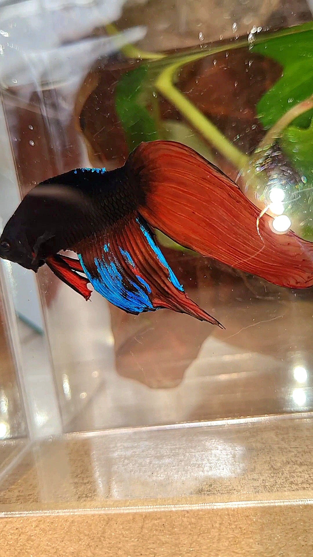 UNIQUE VEILTAIL BONSAI NO DORSAL BLACK ORANGE AVATAR BETTA FISH