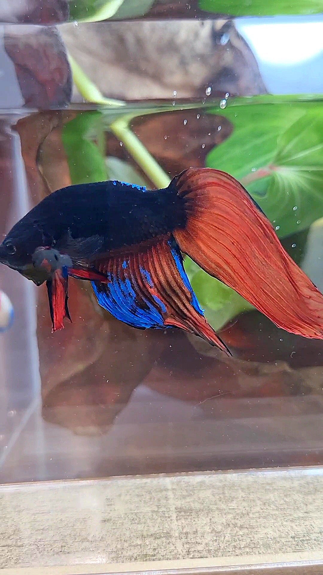 UNIQUE VEILTAIL BONSAI NO DORSAL BLACK ORANGE AVATAR BETTA FISH