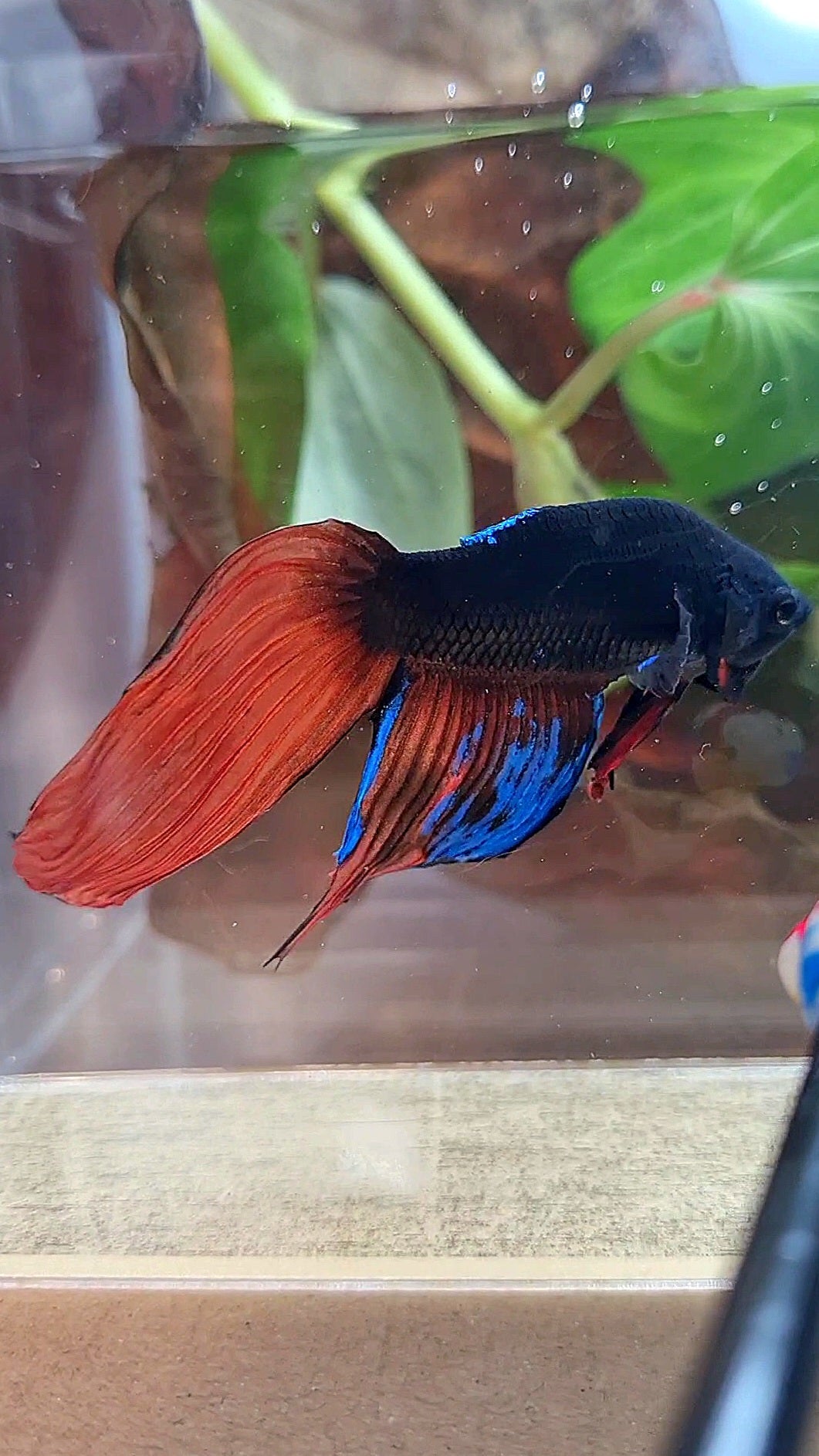 UNIQUE VEILTAIL BONSAI NO DORSAL BLACK ORANGE AVATAR BETTA FISH