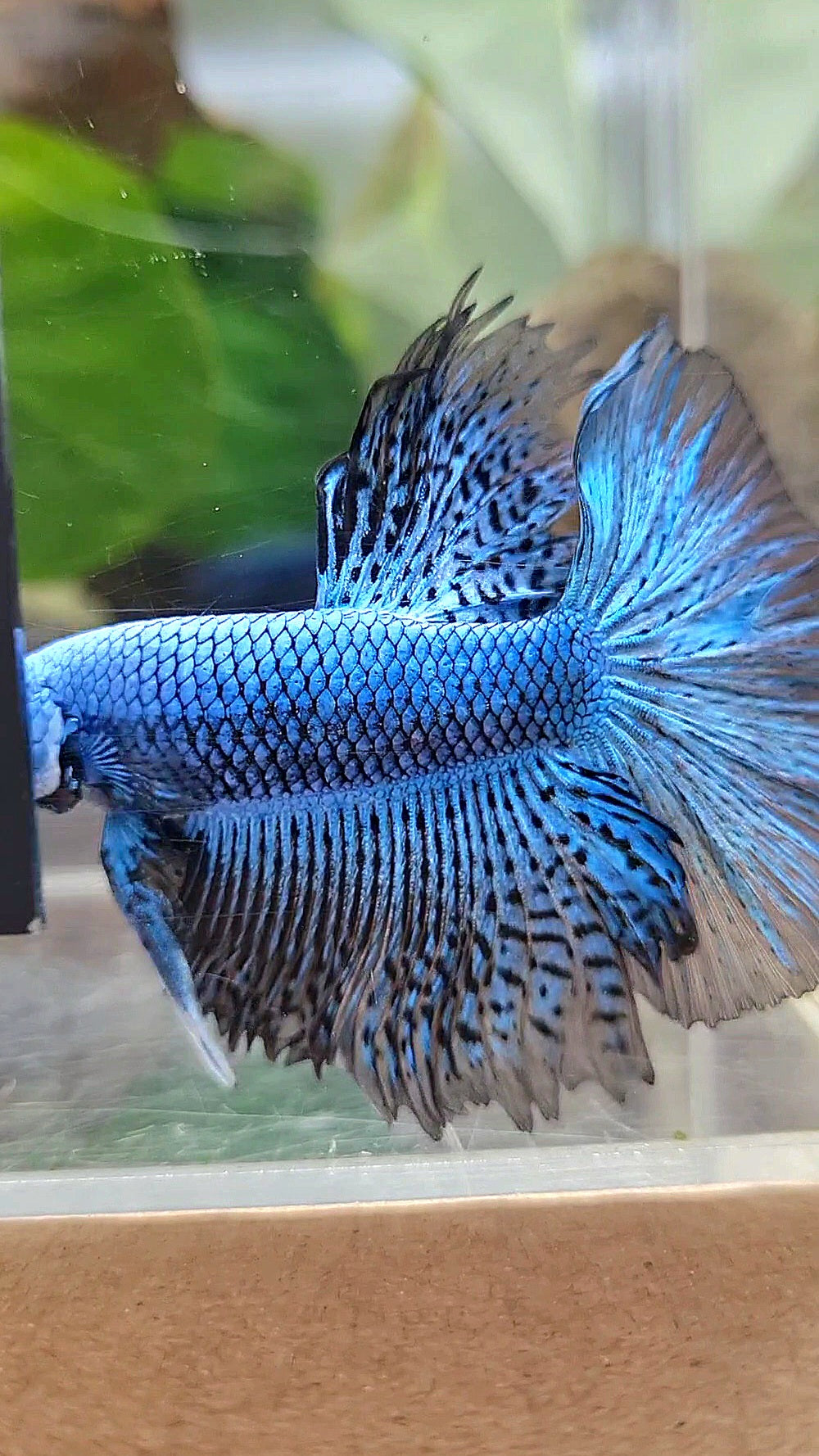 LUXURY HALFMOON ROSETAIL ALIEN BLUE HYBRID WILD BETTA FISH