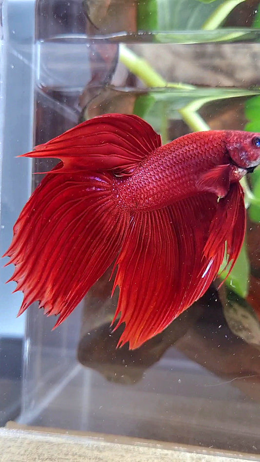 VEILTAIL CROWNTAIL SUPER RED BETTA FISH