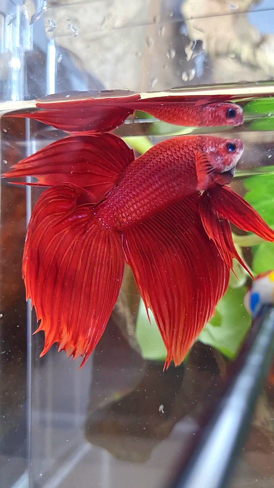 VEILTAIL CROWNTAIL SUPER RED BETTA FISH