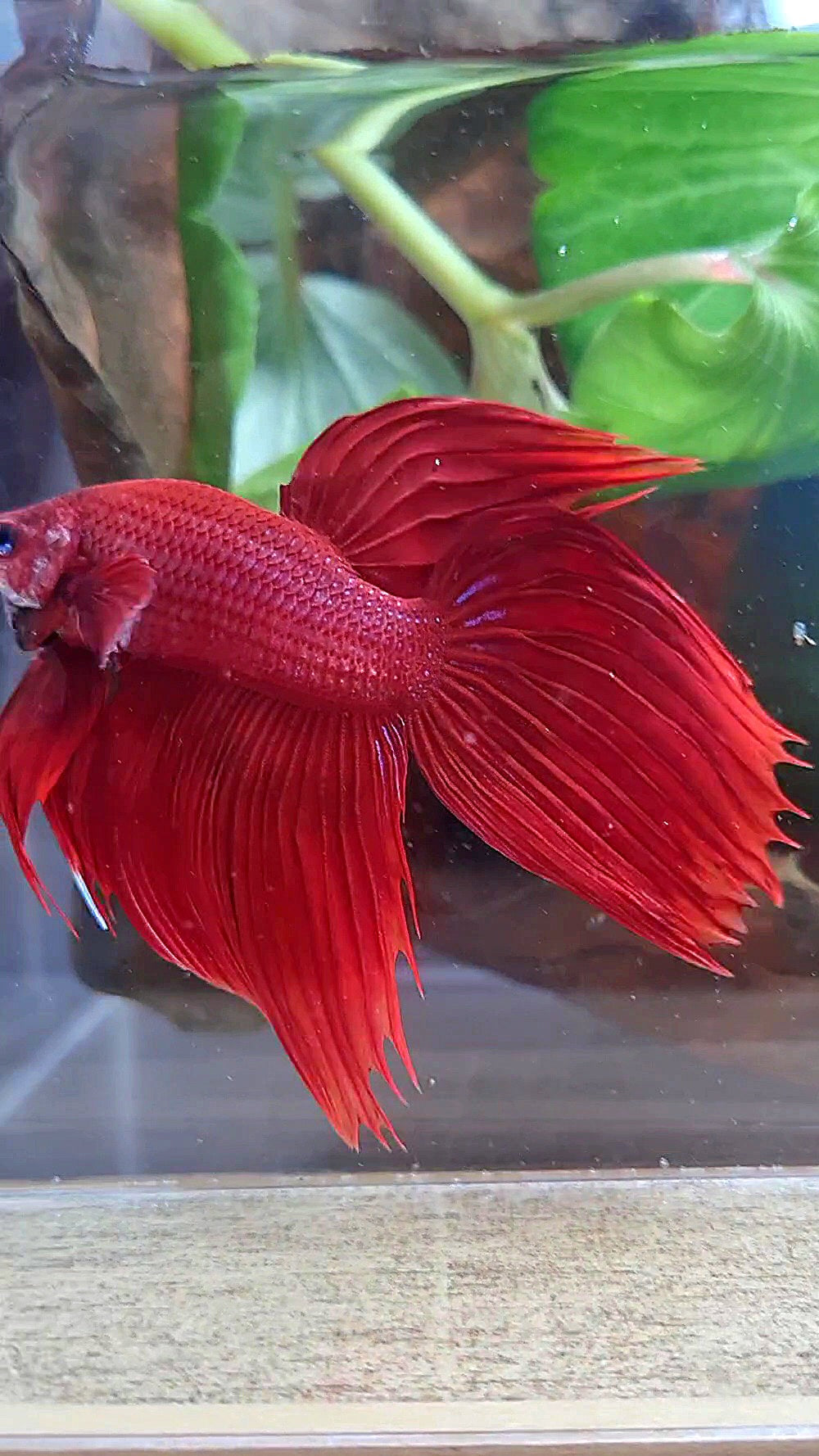 VEILTAIL CROWNTAIL SUPER RED BETTA FISH