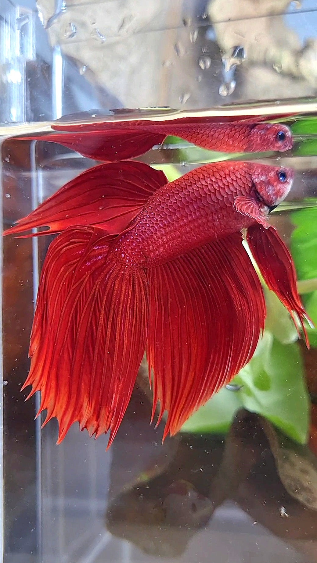 VEILTAIL CROWNTAIL SUPER RED BETTA FISH