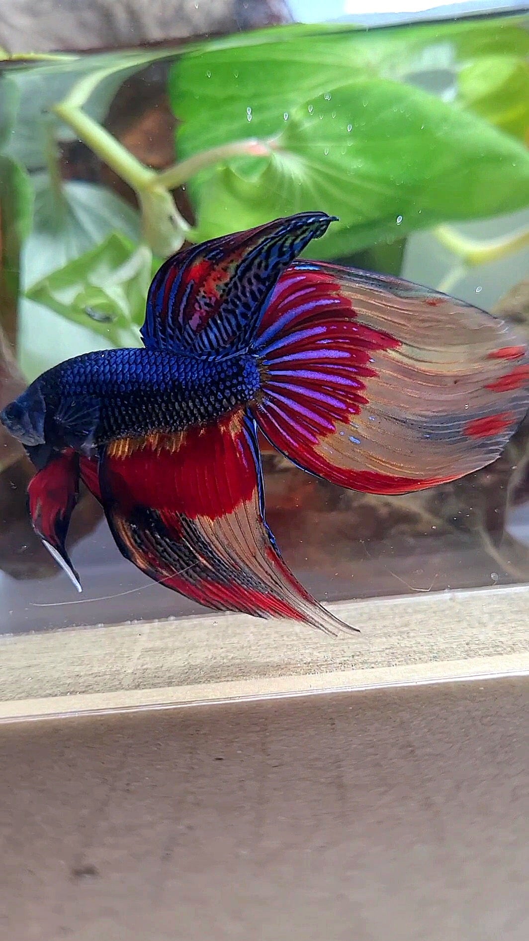 VEILTAIL OVER DARK BLUE PATTERN FIRE BETTA FISH