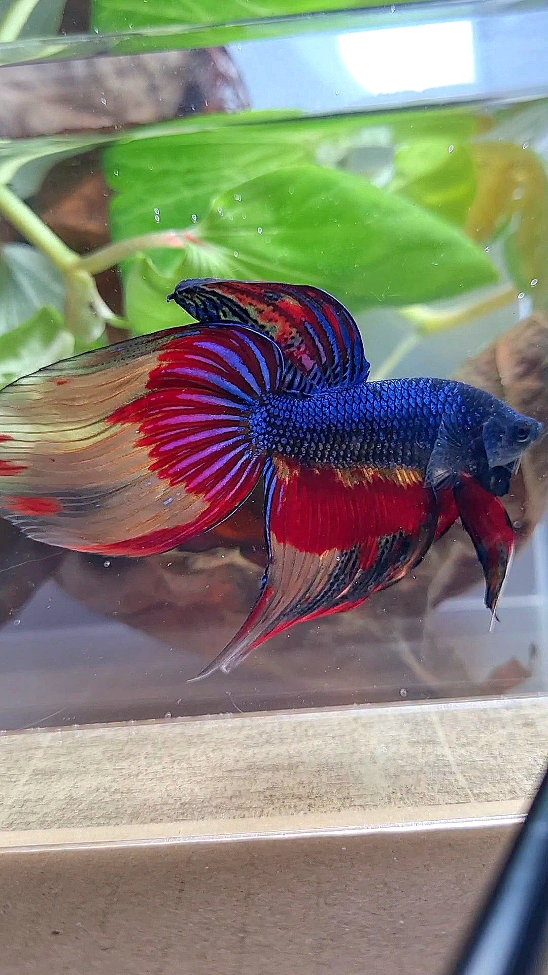 VEILTAIL OVER DARK BLUE PATTERN FIRE BETTA FISH