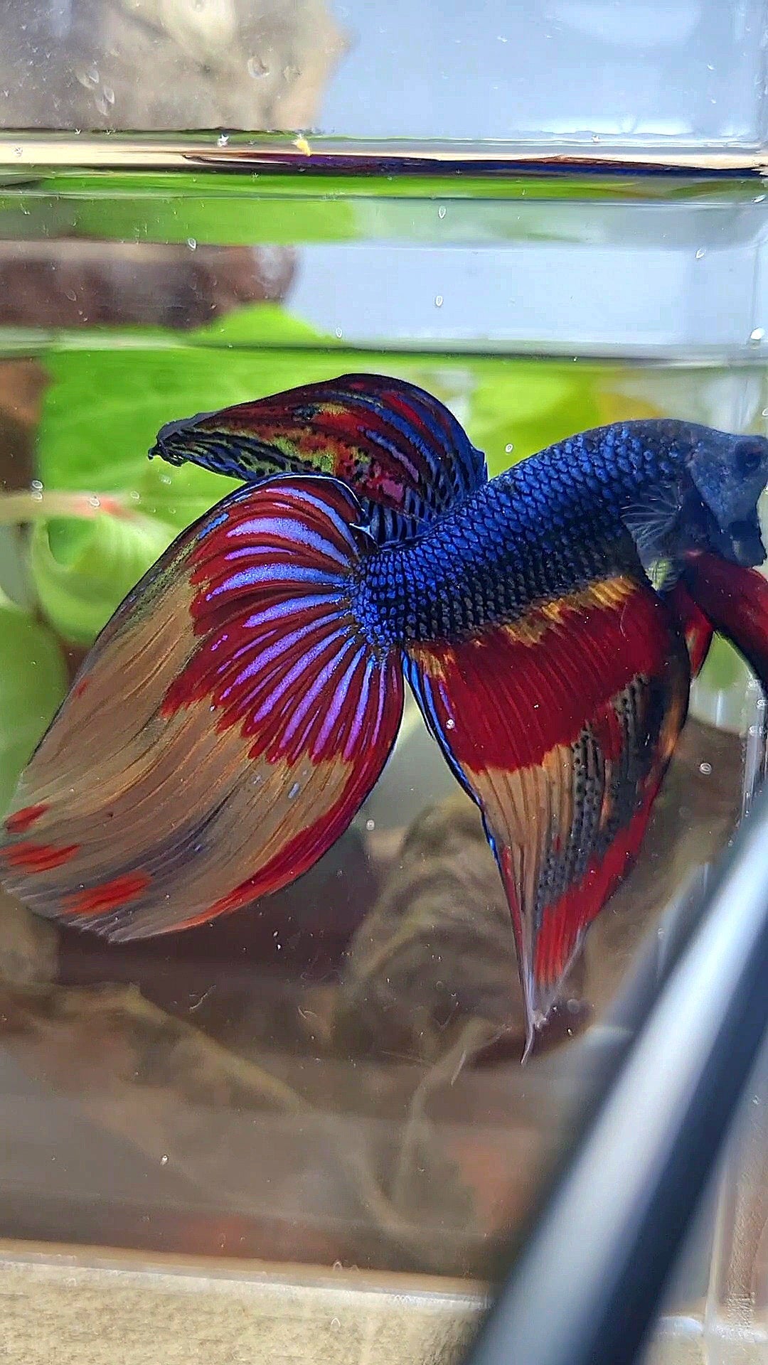 VEILTAIL OVER DARK BLUE PATTERN FIRE BETTA FISH