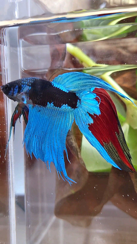 VEILTAIL EMERALD BLACK GALAXY AVATAR BETTA FISH