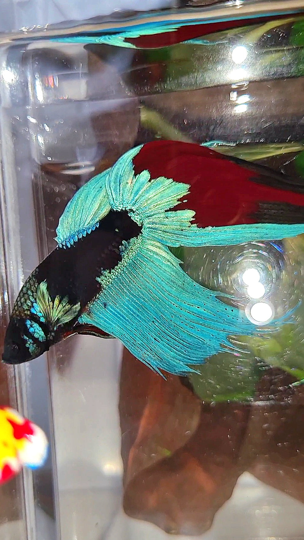 VEILTAIL EMERALD BLACK GALAXY AVATAR BETTA FISH