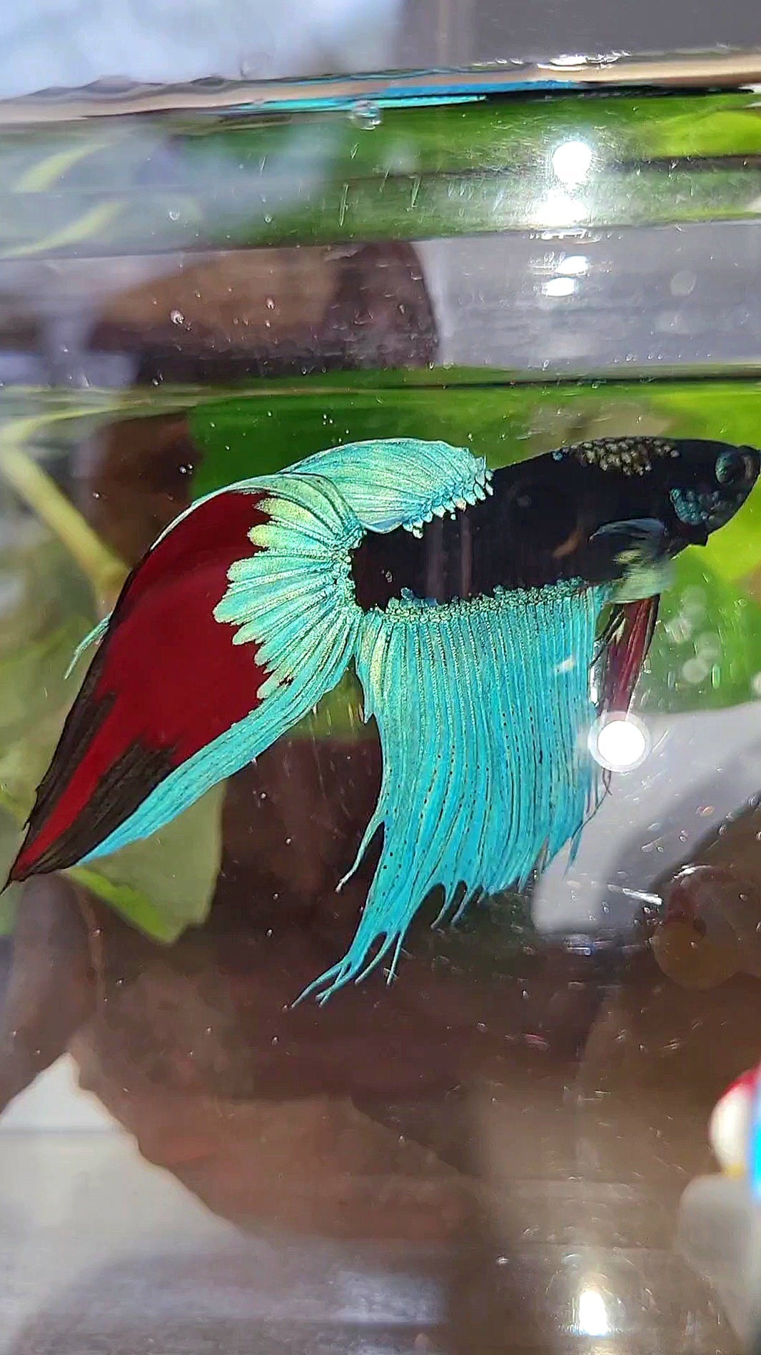 VEILTAIL EMERALD BLACK GALAXY AVATAR BETTA FISH