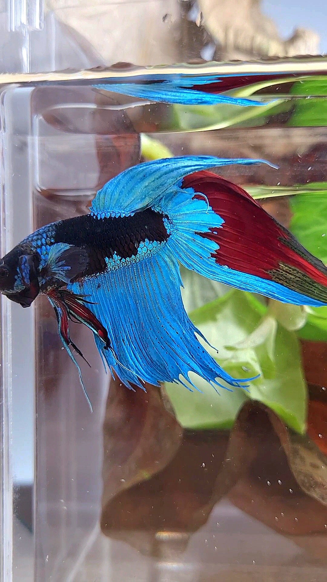 VEILTAIL EMERALD BLACK GALAXY AVATAR BETTA FISH