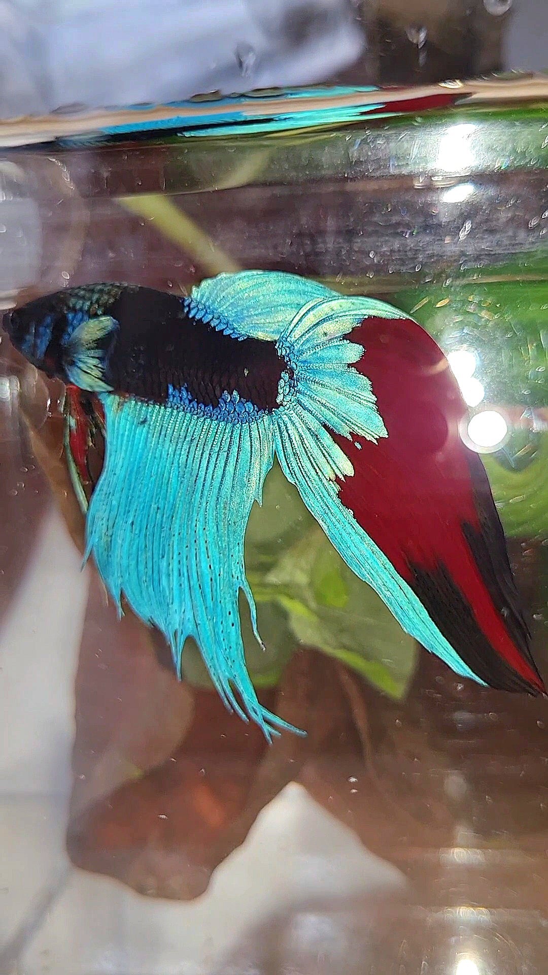 VEILTAIL EMERALD BLACK GALAXY AVATAR BETTA FISH