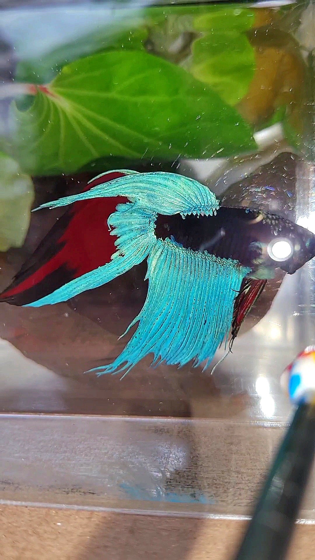 VEILTAIL EMERALD BLACK GALAXY AVATAR BETTA FISH