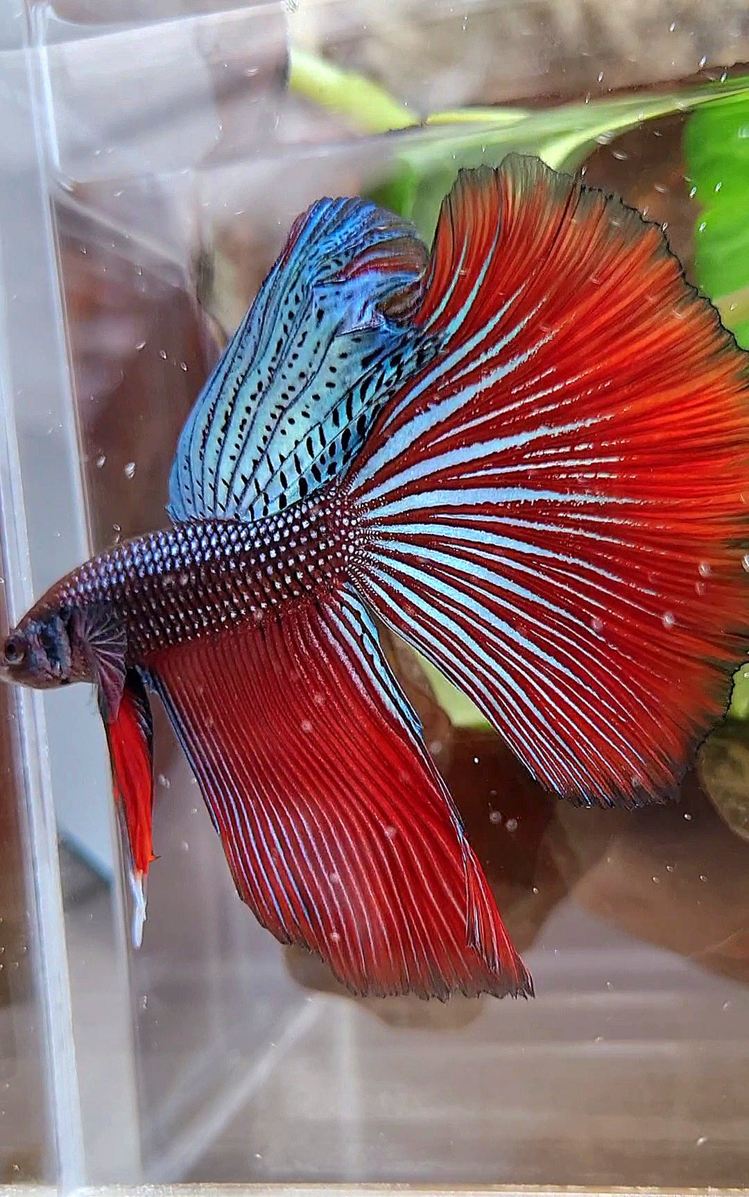 LUXURY XL HALFMOON OVERTAIL SPLENDENS HYBRID WILD BETTA FISH