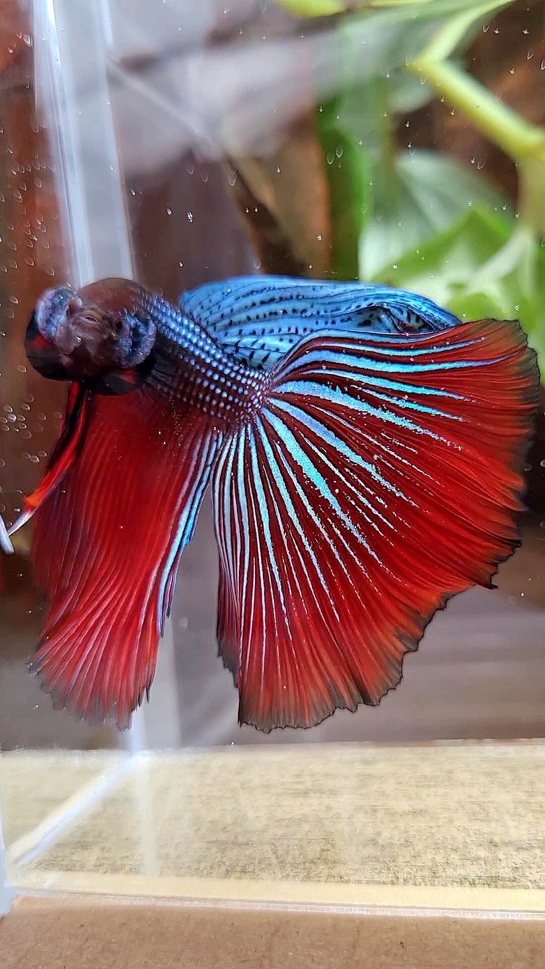 LUXURY XL HALFMOON OVERTAIL SPLENDENS HYBRID WILD BETTA FISH