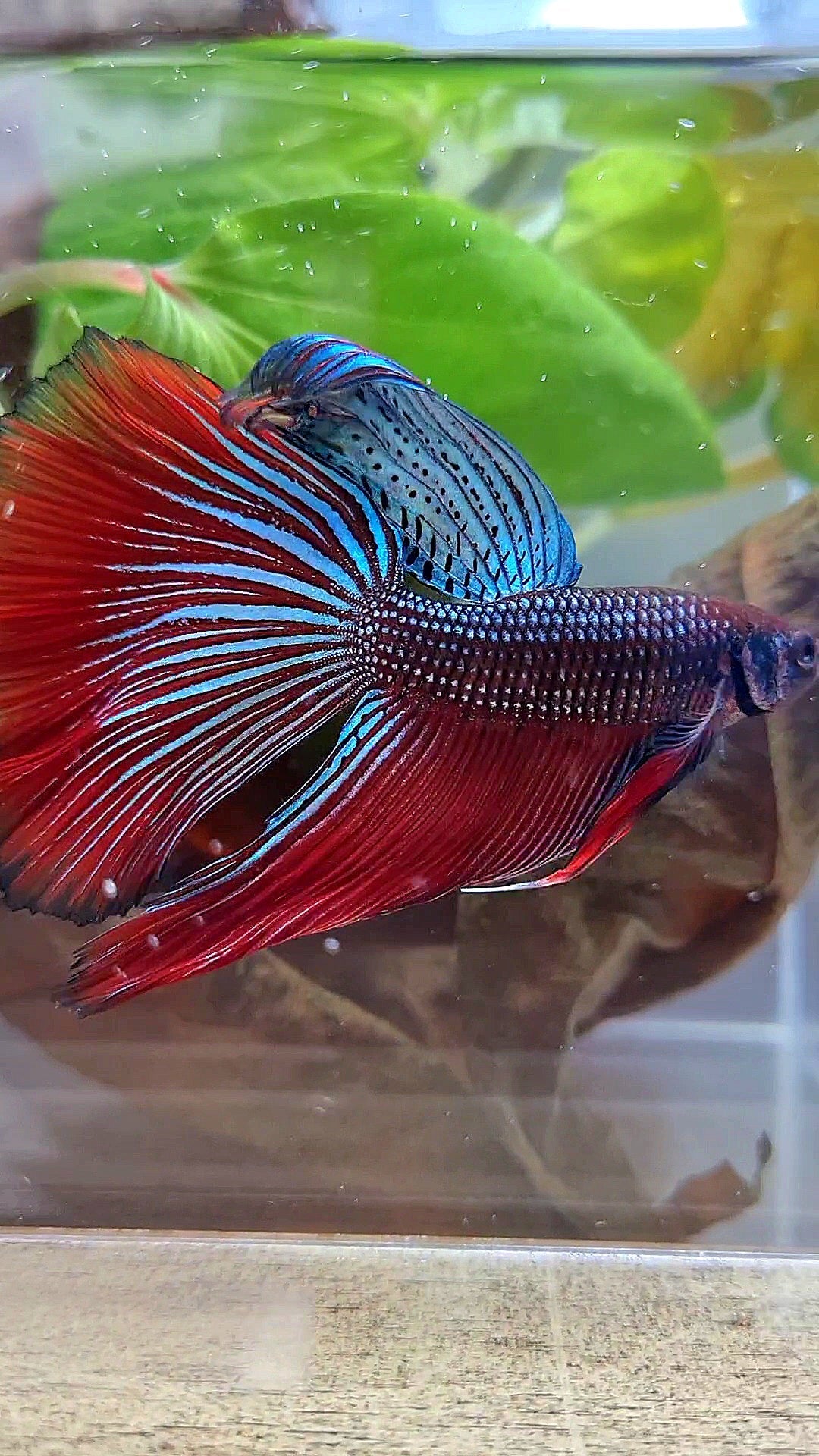 LUXURY XL HALFMOON OVERTAIL SPLENDENS HYBRID WILD BETTA FISH
