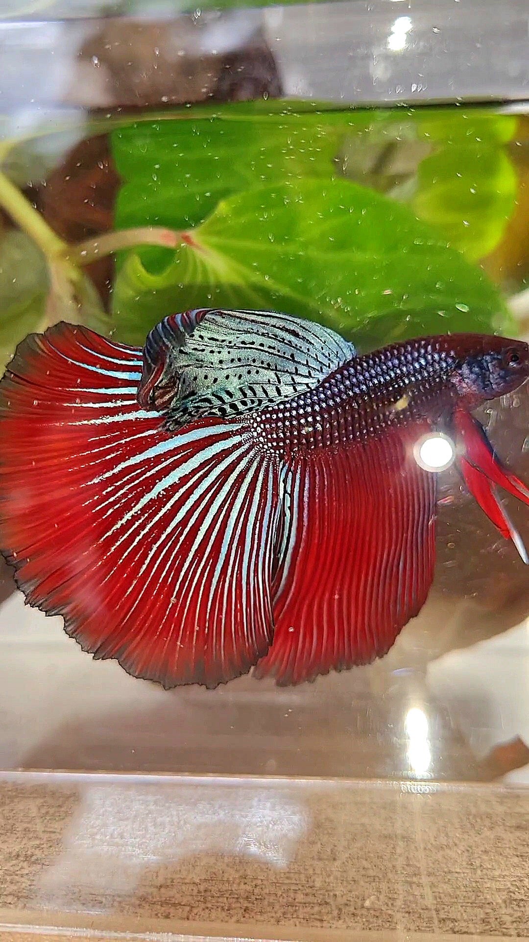 LUXURY XL HALFMOON OVERTAIL SPLENDENS HYBRID WILD BETTA FISH