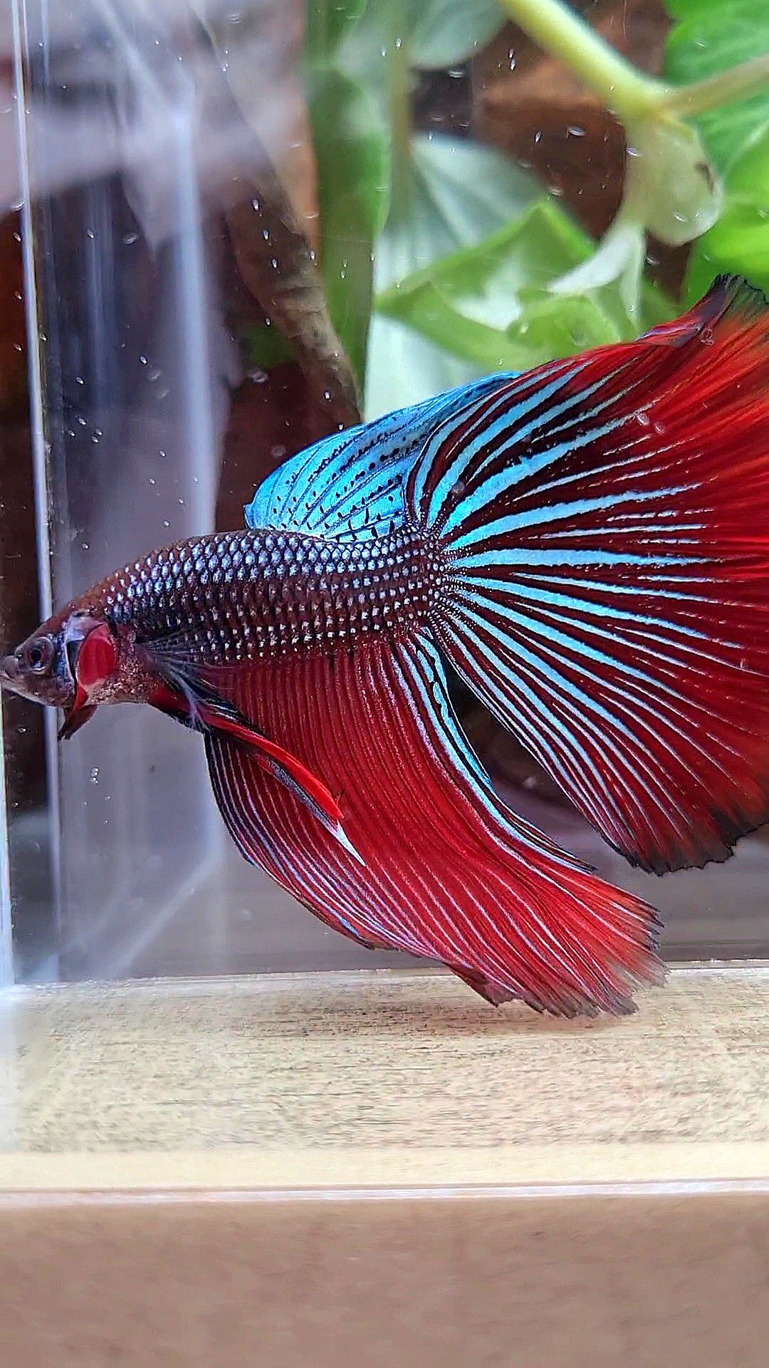LUXURY XL HALFMOON OVERTAIL SPLENDENS HYBRID WILD BETTA FISH