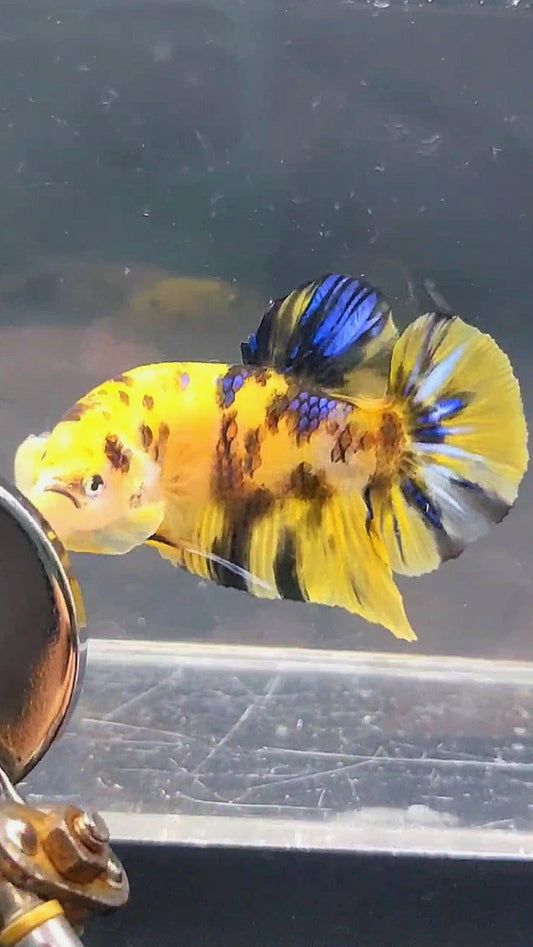 GIANT PLAKAT BO 4.5CM YELLOW KOI GALAXY MULTICOLOR BETTA FISH