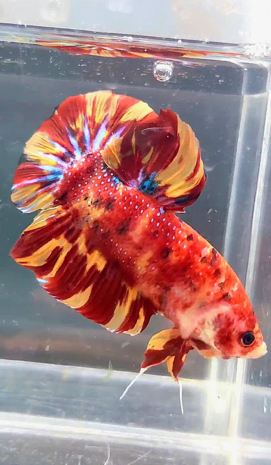 GIANT PLAKAT BO 5CM LEOPARD FIRE MARBLE MULTICOLOR BETTA FISH