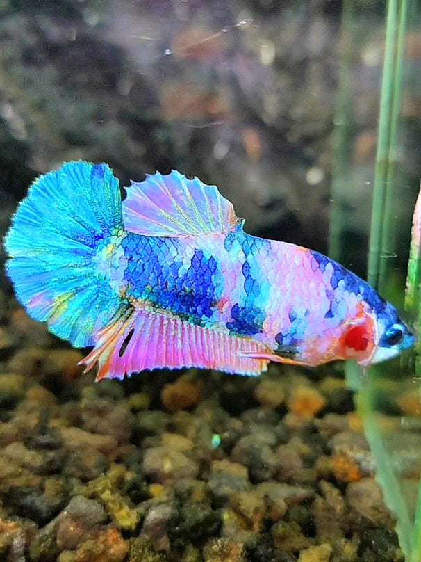 FEMALE PLAKAT BLUE PINK MULTICOLOR BETTA FISH