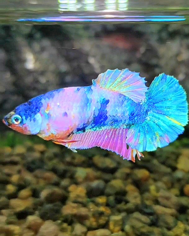 FEMALE PLAKAT BLUE PINK MULTICOLOR BETTA FISH