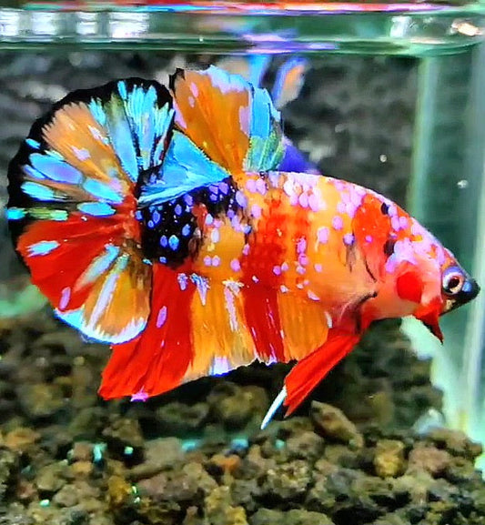 PLAKAT SUPER GALAXY MULTICOLOR BETTA FISH