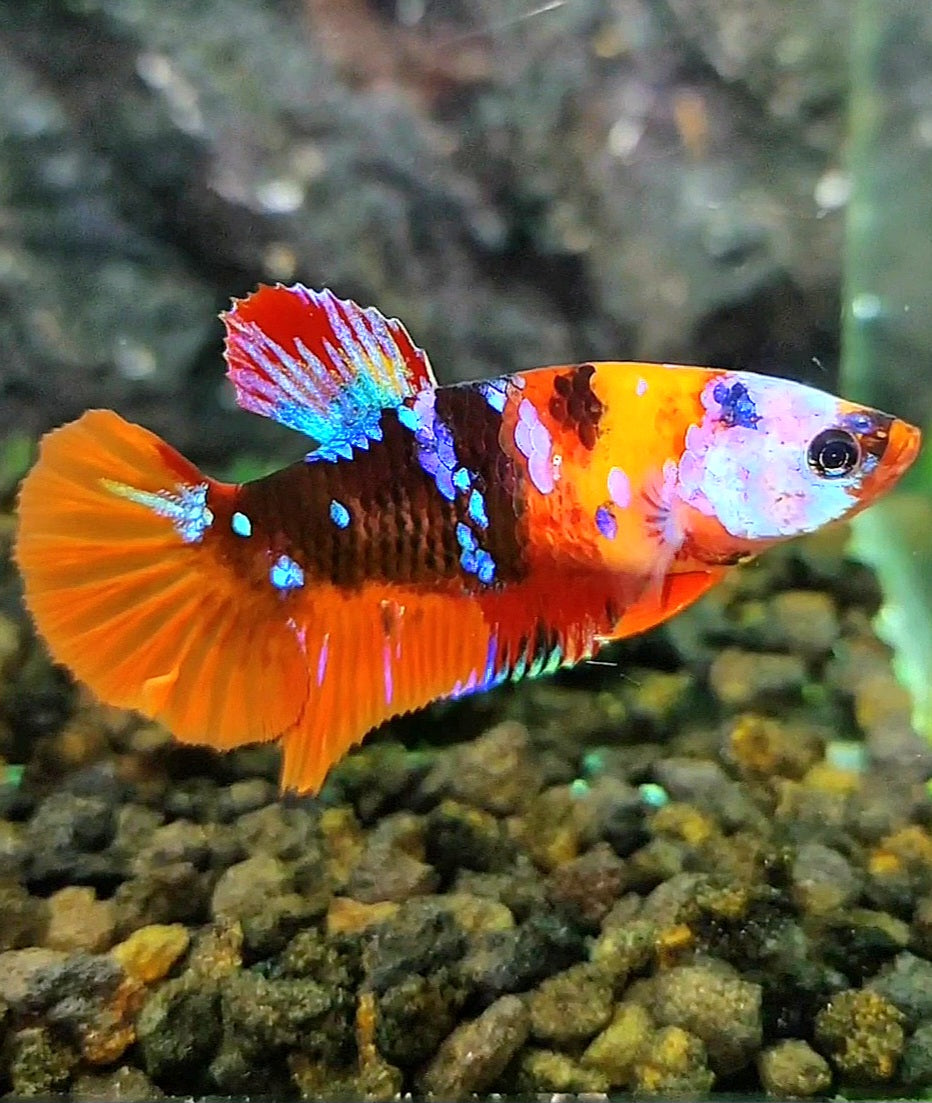 FEMALE PLAKAT GALAXY MULTICOLOR BETTA FISH