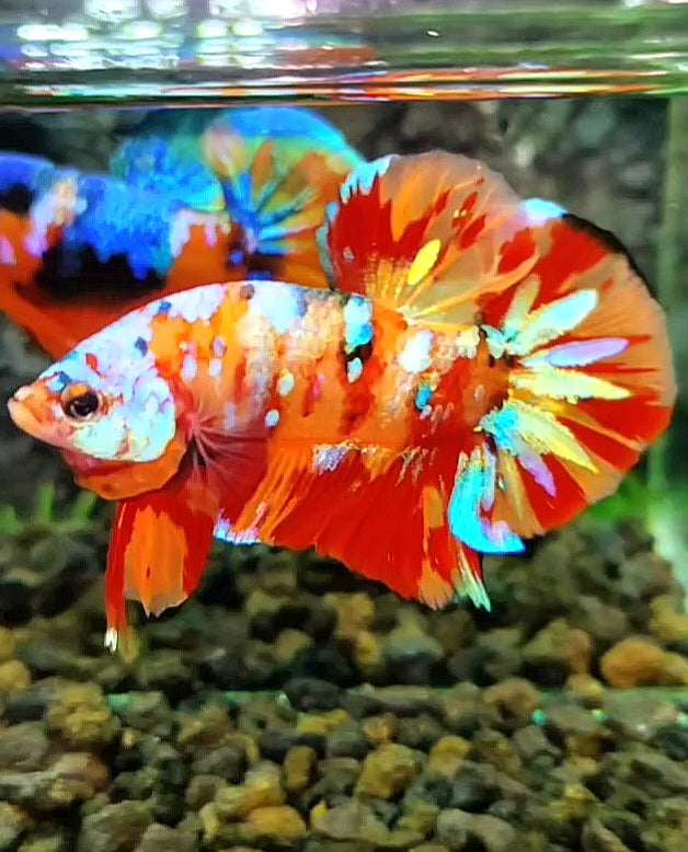 PLAKAT ORANGE SUPER GALAXY MULTICOLOR BETTA FISH