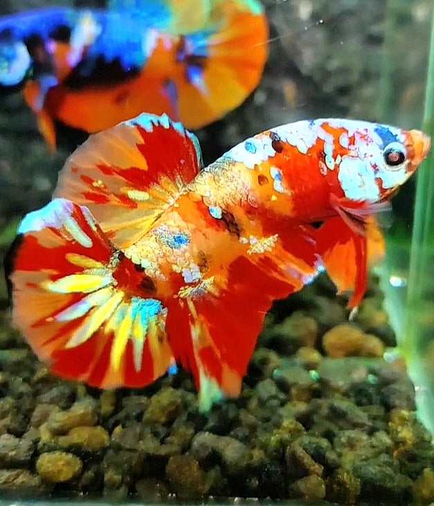PLAKAT ORANGE SUPER GALAXY MULTICOLOR BETTA FISH