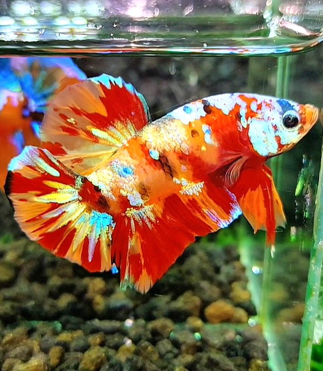 PLAKAT ORANGE SUPER GALAXY MULTICOLOR BETTA FISH