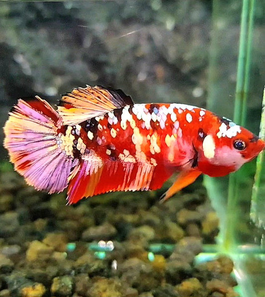 FEMALE PLAKAT ORANGE COPPER SUPER GALAXY MULTICOLOR BETTA FISH